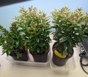 pereskiopsis.jpg pereskiopsis.jpg