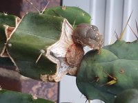 loph graft fail 1 loph graft fail 1