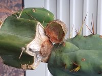 loph graft fail 2 loph graft fail 2