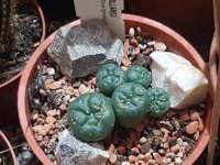 loph 5.5 loph 5.5