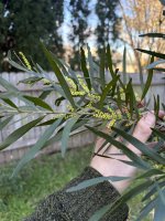 IMG_3688.jpeg