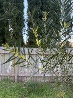 IMG_3687.jpeg