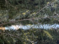 IMG_3694.jpeg
