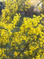 IMG_3698.jpeg