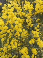IMG_3665.jpeg