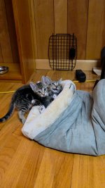 New Kitties 8.12.26.jpg