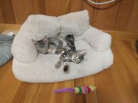 Marbles & Chestnut on cat-couch 8.17.27.jpg
