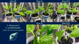graft-update_2026-08-20_01.jpg