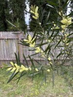 IMG_3781.jpeg