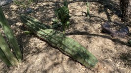 IMG_0890.jpeg