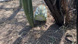 IMG_0918.jpeg