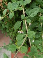 IMG_20260823_092634.jpg