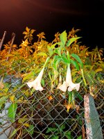 IMG_20260308_215354.jpg