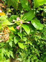 IMG_20260218_093822.jpg