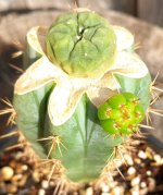 Grafted Button - 1.5 Months.jpg