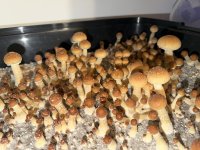 IMG_4076.jpeg