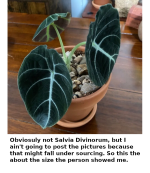 small-but-demanding-alocasia-reginula-is-not-a-plant-for-beginners-photo-by-houseforest-plantnet.png
