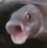 30e1029fd63cb44bdb22e721d8454792.gif