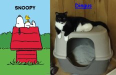 SnoopyWoodstockDingu$.jpg
