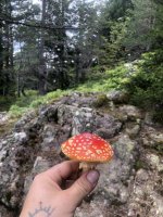 IMG_1232.jpeg