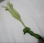 Brugmansia Flower.jpg