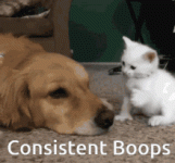 consistent-boops-ollie-boop.gif