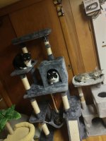 Cat Tree 4 10.2.26.jpg