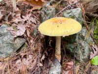 IMG_9074.jpg