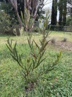 IMG_4261.jpeg