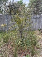 IMG_4258.jpeg