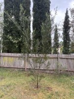IMG_4257.jpeg