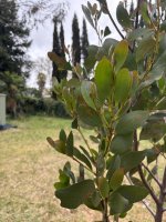 IMG_4245.jpeg