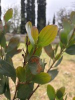 IMG_4241.jpeg