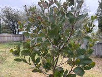 IMG_4238.jpeg
