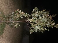 IMG_4215.jpeg