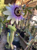 IMG_1320.jpeg