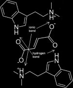 dmt+fumarate+bond..JPG