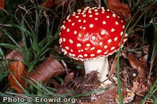 amanitas_summary1..jpg