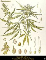 cannabis_sativa1..jpg