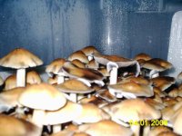 391199869-bulk02harvest04..jpg