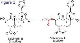 salvinorins..jpg