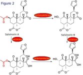 salvinorin+degradation+pathways..jpg