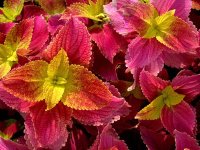800px-Coleus_blumei.jpg