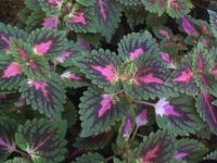 coleus.jpg