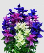 salvia+horminum.jpg