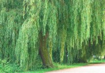 define-weeping-willow-1.jpg