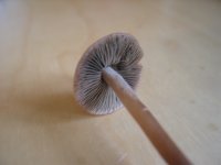 IMG_2315.JPG
