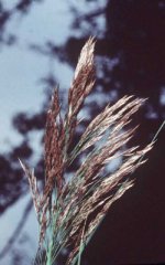 Phragmites_australis.jpg
