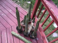 753762922-san_pedro_cacti_004.jpg