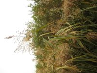 Phragmites+i+think.jpg